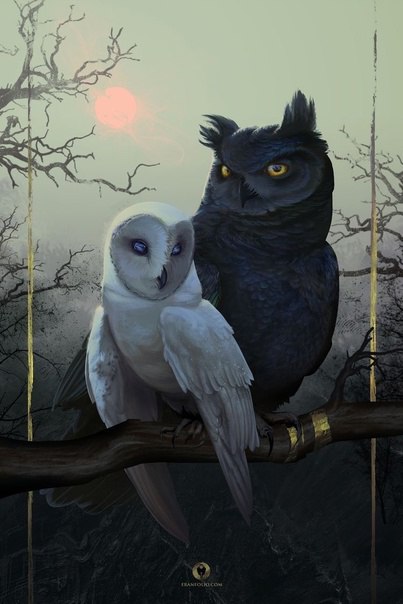 Совы - не то, чем кажутся