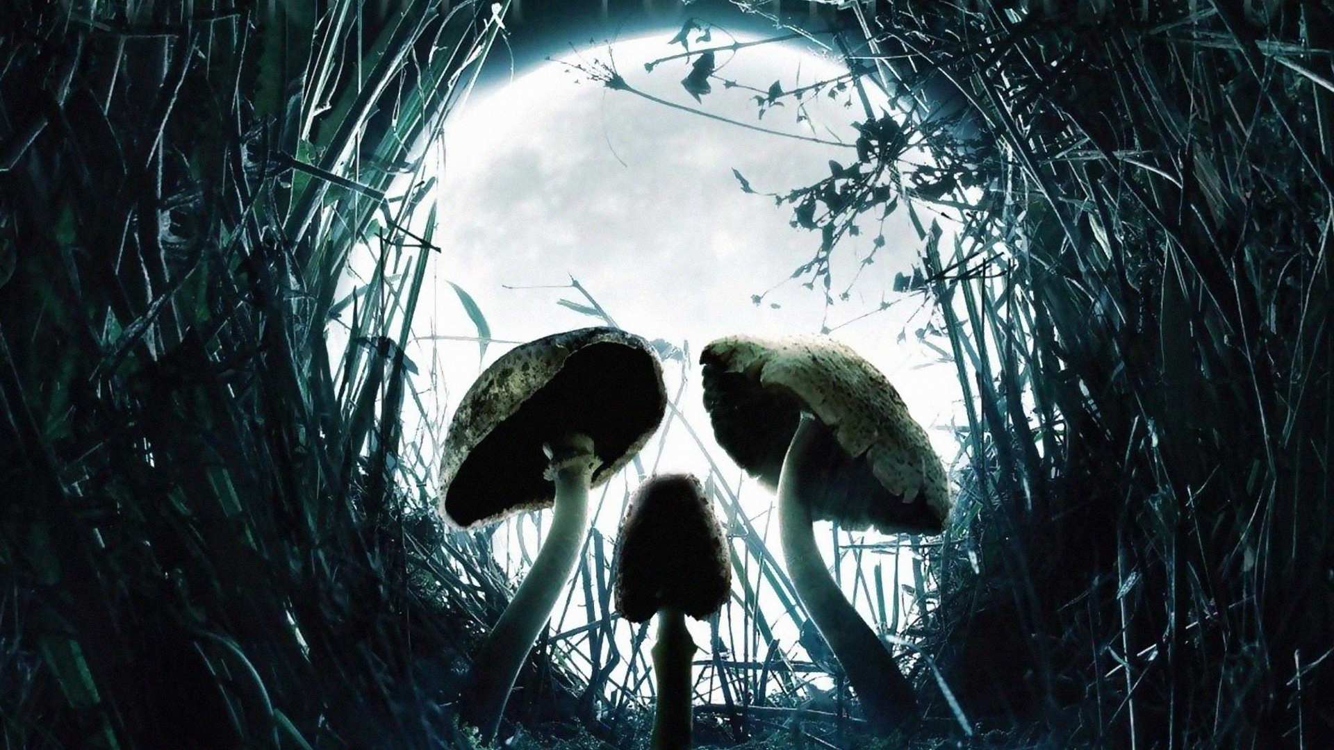 Черный гриб