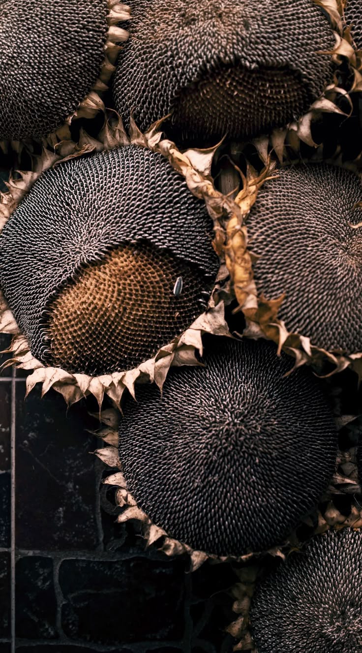 Авось соберем!